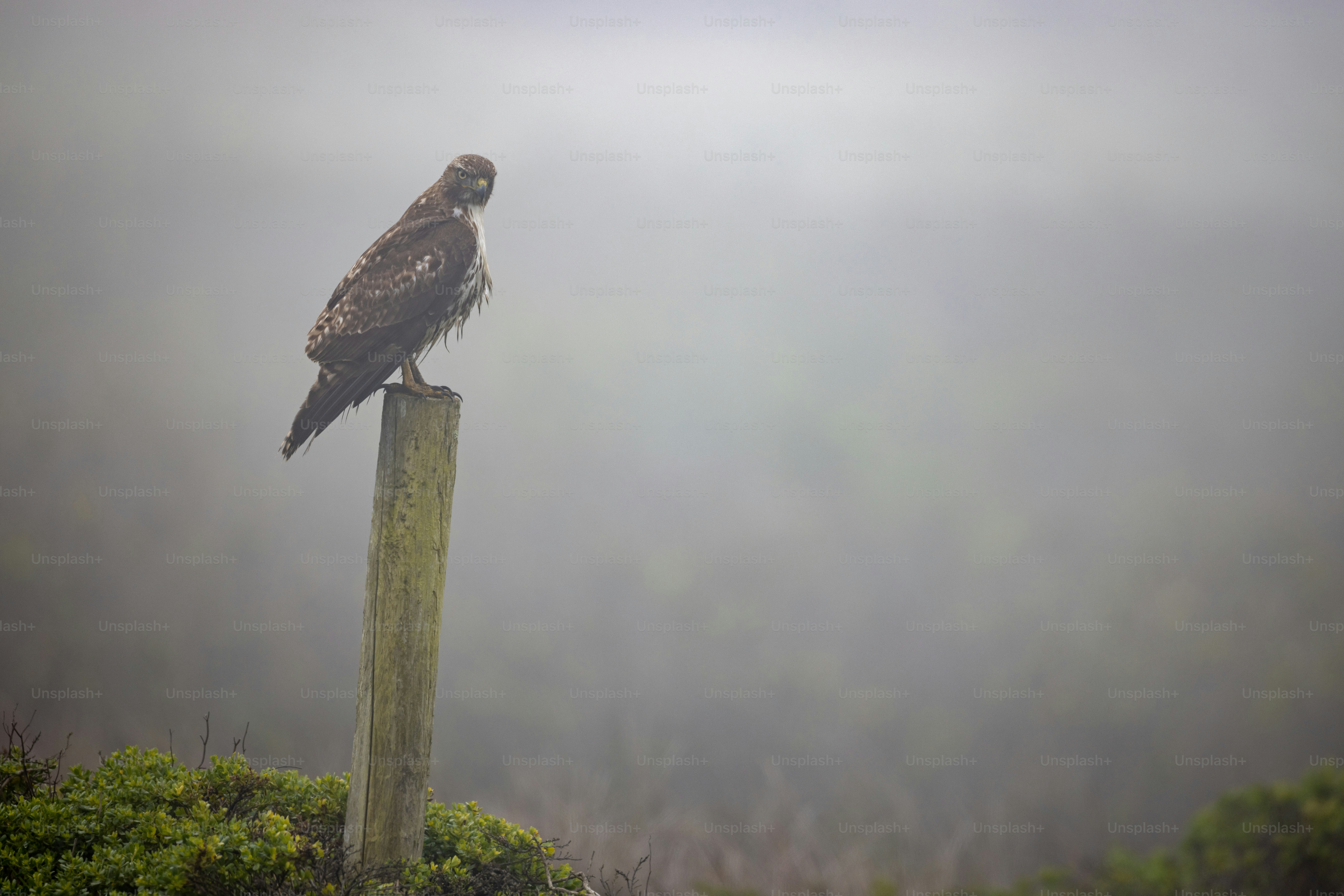 a bird sitting on top of a wooden pole