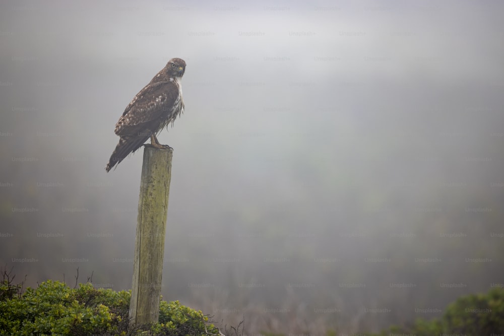 un uccello seduto sulla cima di un palo di legno
