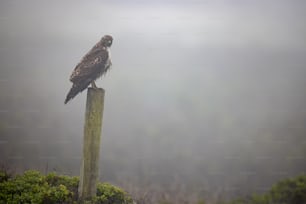 a bird sitting on top of a wooden pole