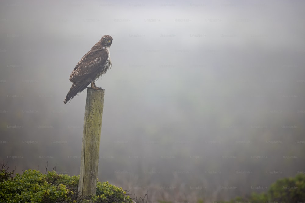 Un pájaro sentado encima de un poste de madera