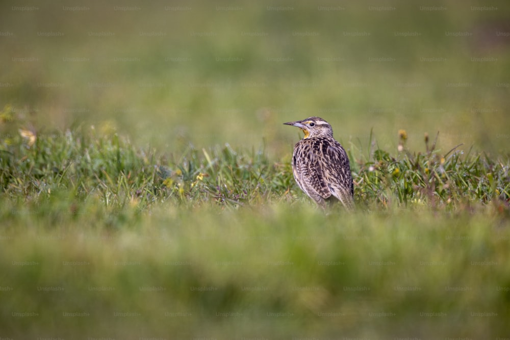 a small bird is standing in the grass