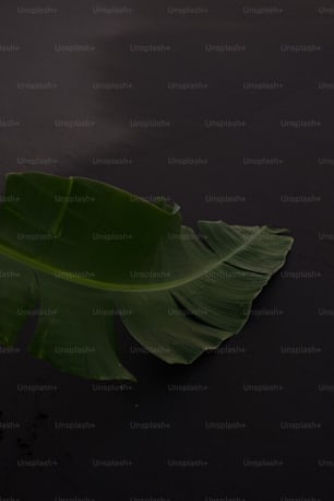a large green leaf laying on top of a black surface