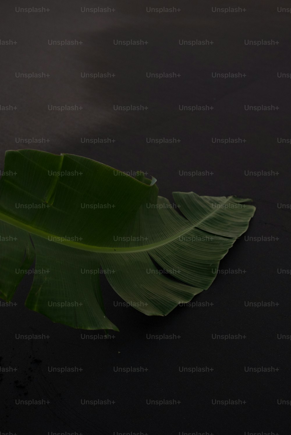 a large green leaf laying on top of a black surface