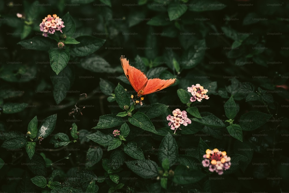 녹색 잎으로 둘러싸인 작은 주황색 꽃