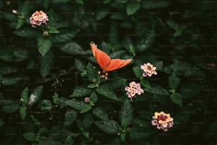 a small orange flower surrounded by green leaves