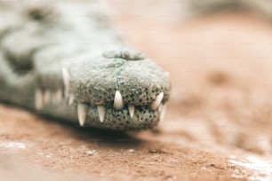 um close up dos dentes e garras de um jacaré