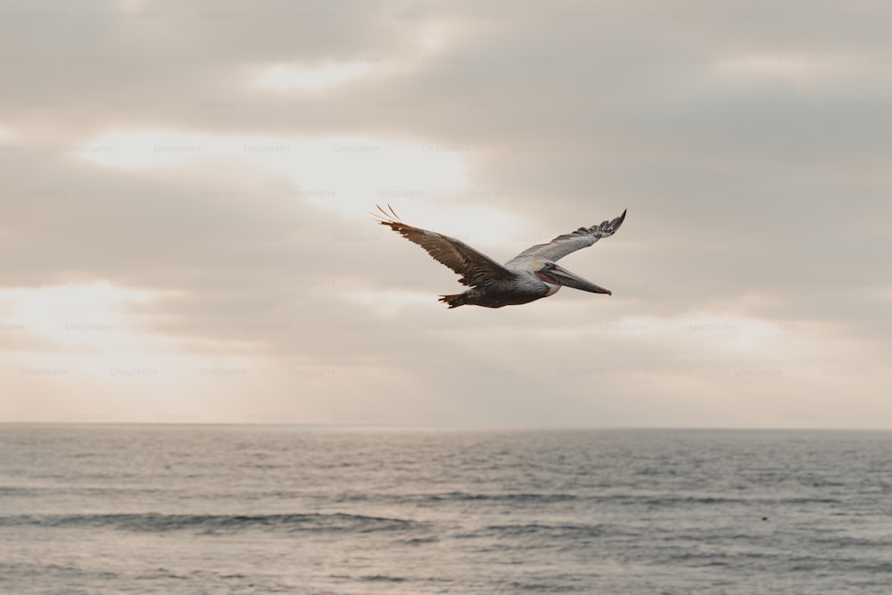 Un uccello che vola sopra l'oceano in una giornata nuvolosa