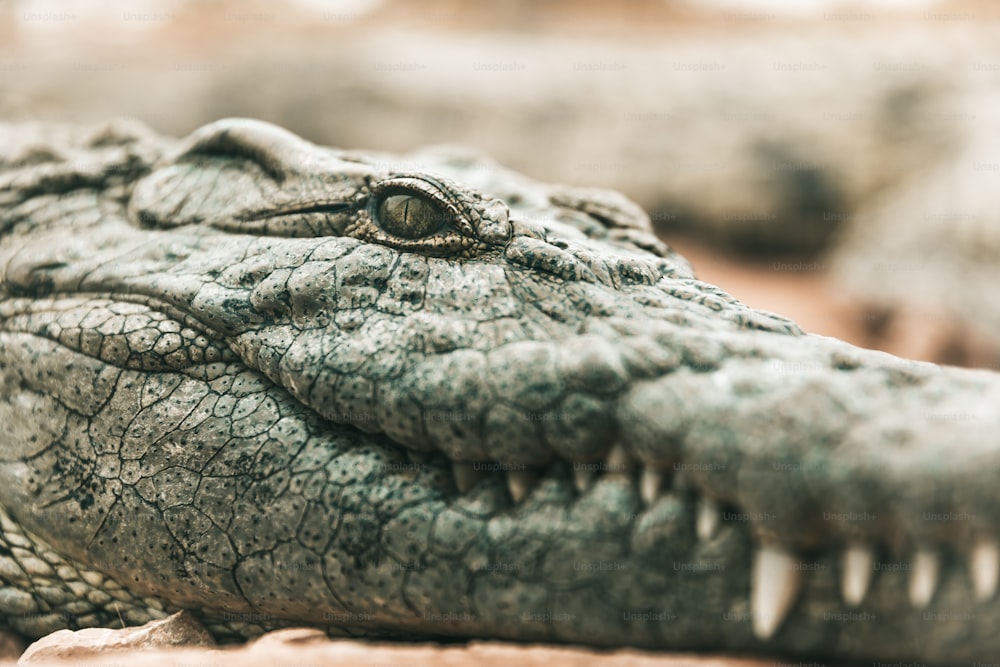 um close up da cabeça de um crocodilo com a boca aberta