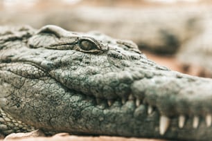 a close up of a crocodile's head with its mouth open