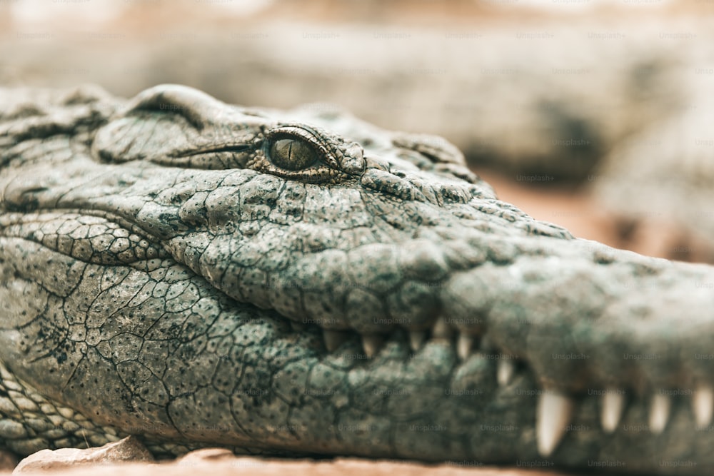 a close up of a crocodile's head with its mouth open