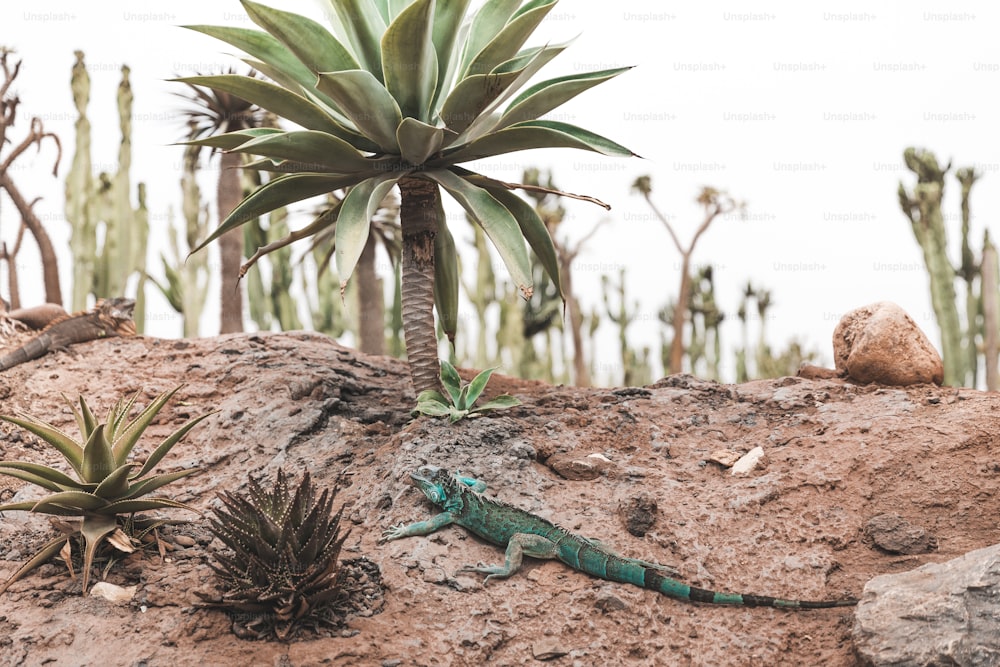 a green lizard sitting on top of a dirt hill