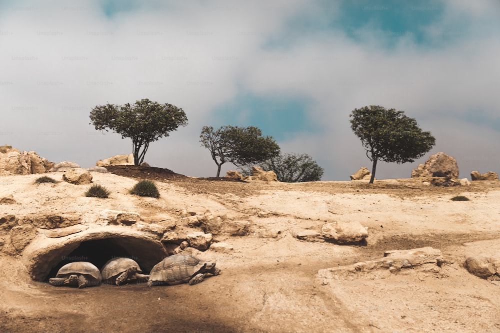 a group of trees sitting on top of a dirt hill