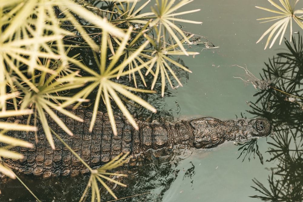 un grande alligatore che nuota in uno specchio d'acqua