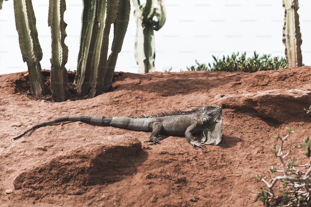 an iguana on the ground next to a cactus