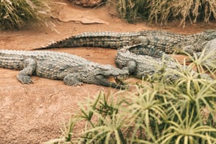 Due alligatori che giacciono a terra vicino a un cespuglio
