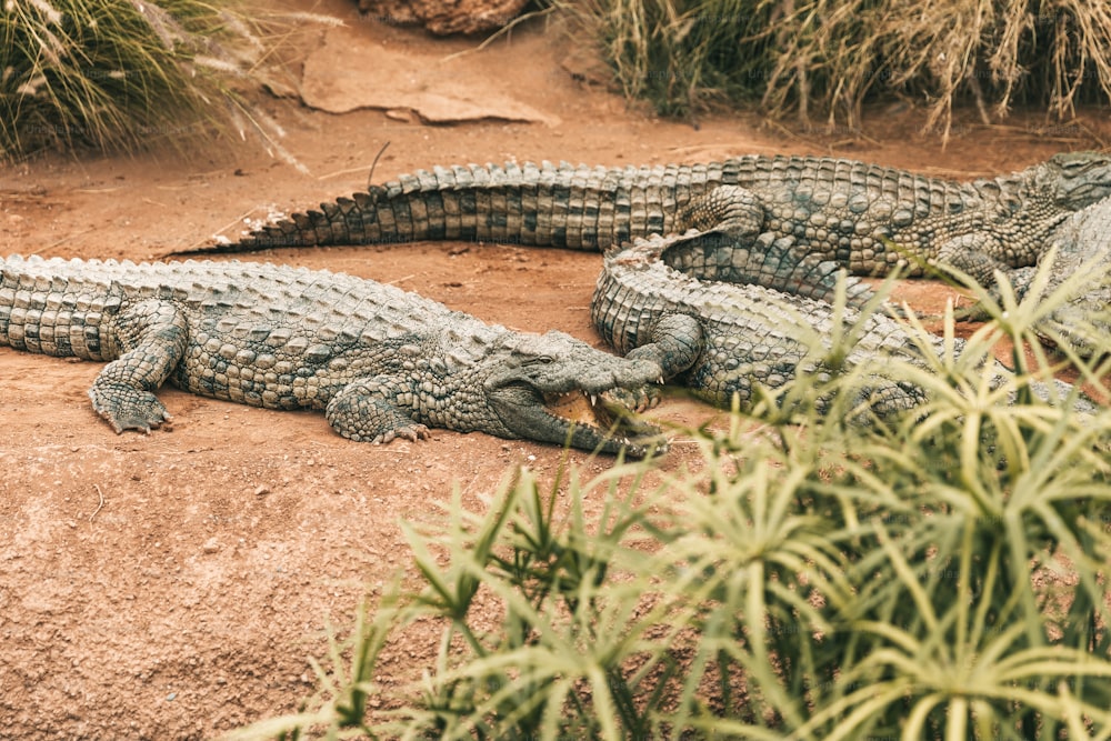 two alligators laying on the ground next to a bush