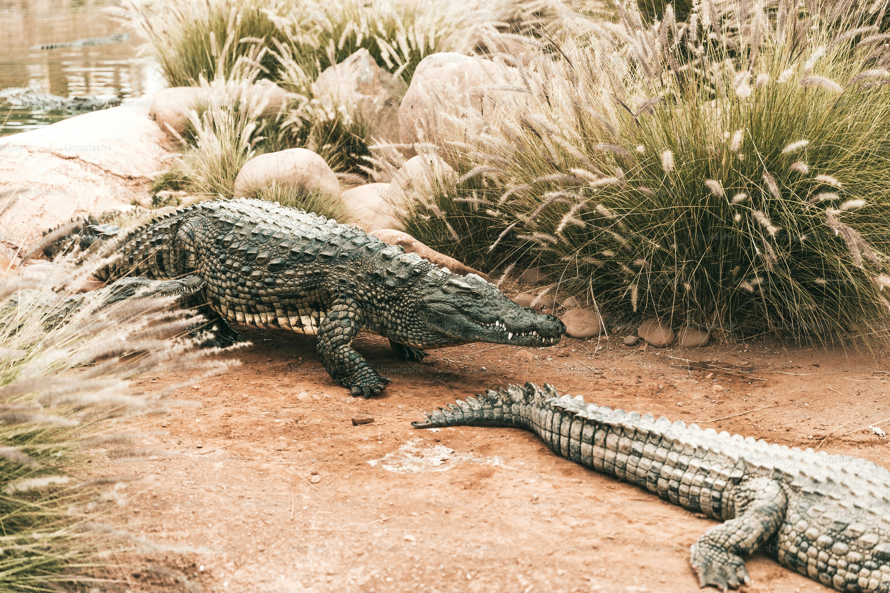 Un couple d’alligators qui se tiennent dans la terre
