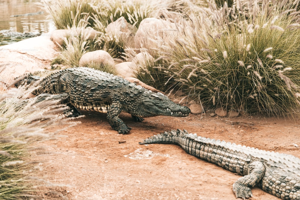 a couple of alligators that are standing in the dirt