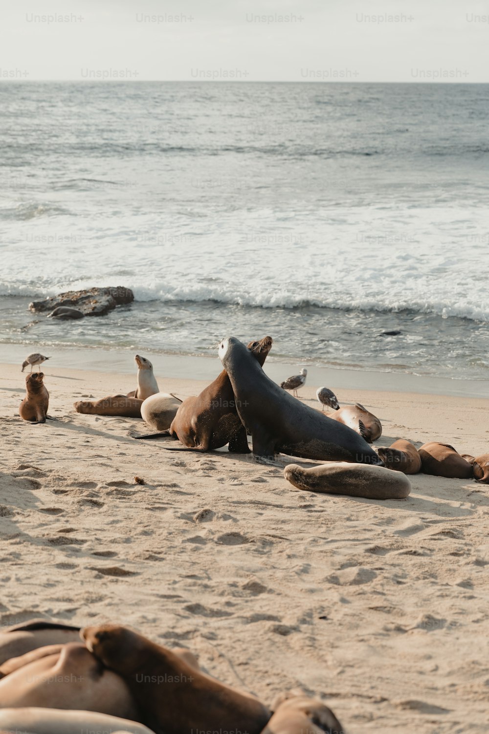 Un groupe de mouettes assises sur une plage au bord de l’océan