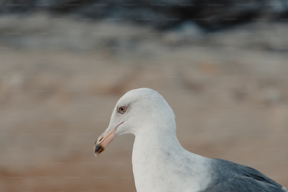 a close up of a seagull with a blurry background
