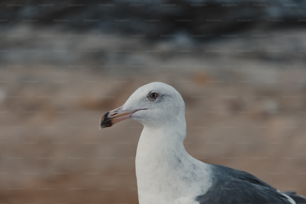 um close up de uma gaivota com um fundo desfocado