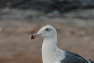 a close up of a seagull with a blurry background