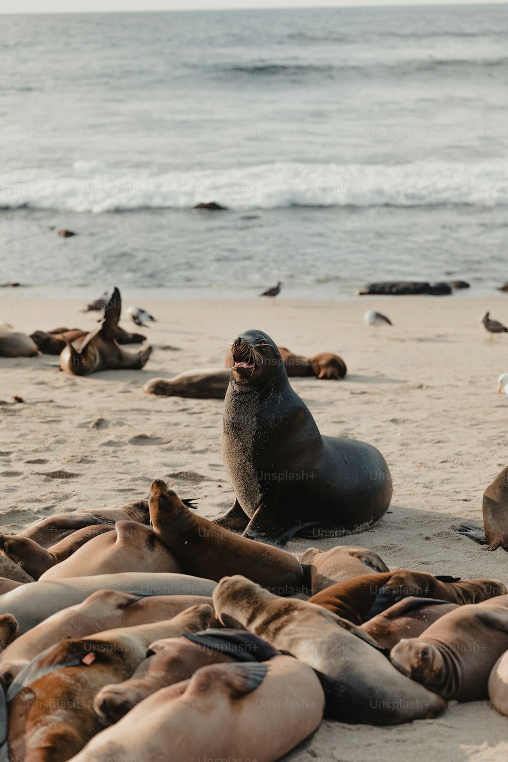 um grupo de leões marinhos deitado em uma praia