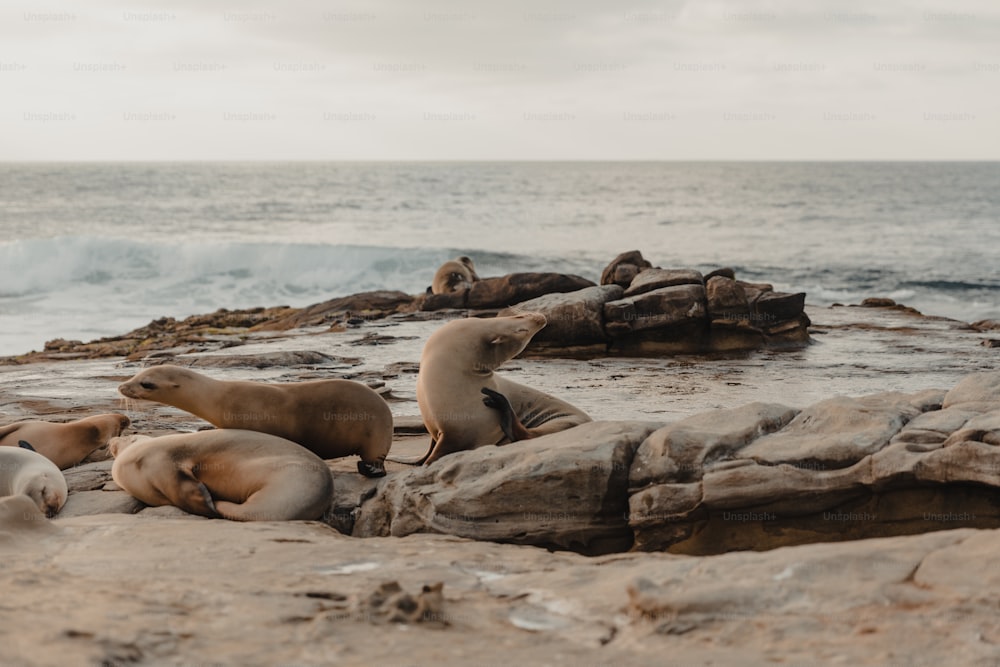 a group of sea lions lounging on rocks near the ocean