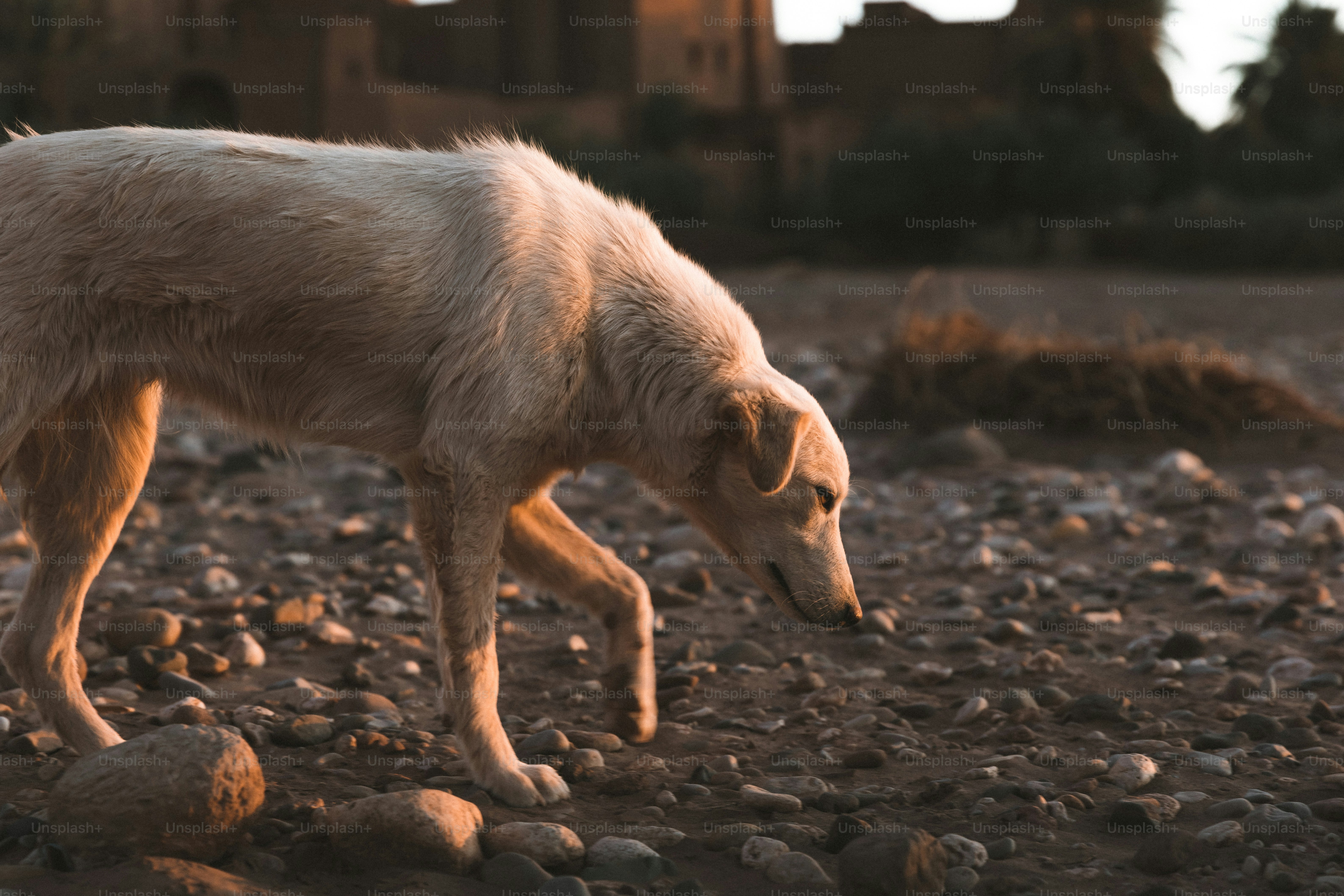 Homeless Dog Pictures | Download Free Images on Unsplash