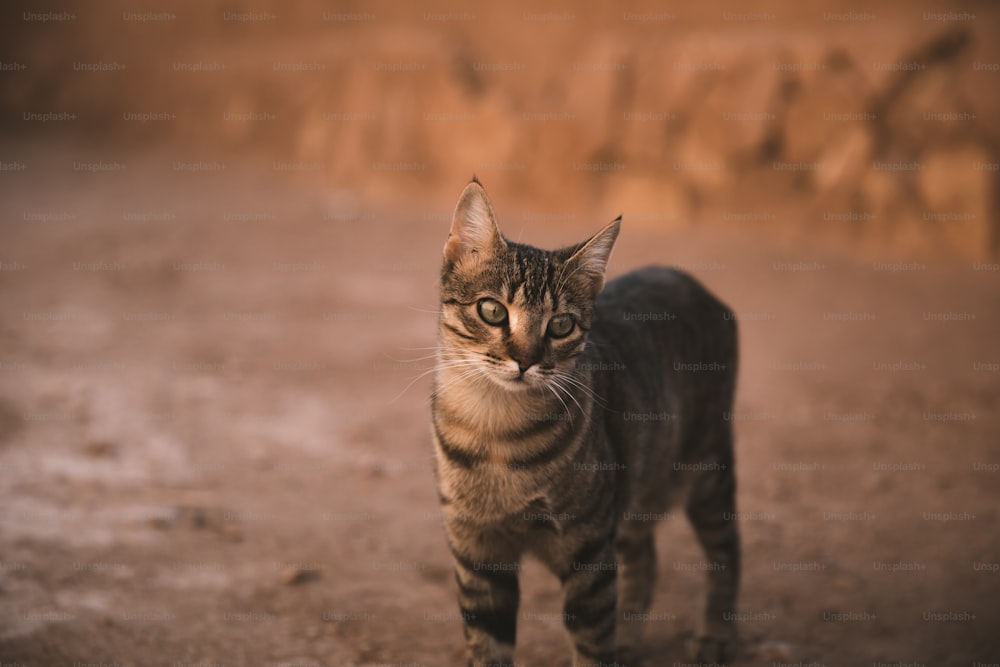 a cat standing on top of a dirt field