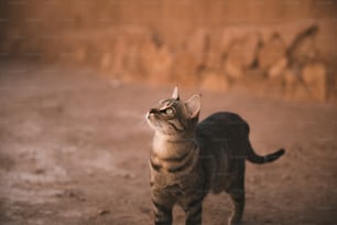 a cat standing in the dirt looking up