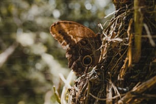 un grand papillon brun assis au sommet d’un arbre