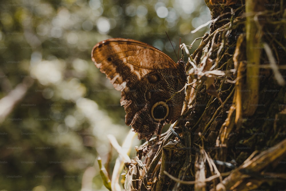 a large brown butterfly sitting on top of a tree