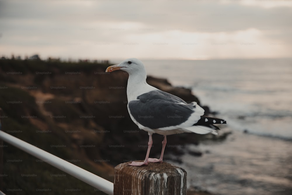 a seagull is standing on a post near the ocean