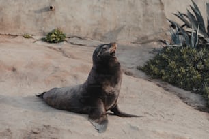 uma foca está sentada na areia e olhando para cima