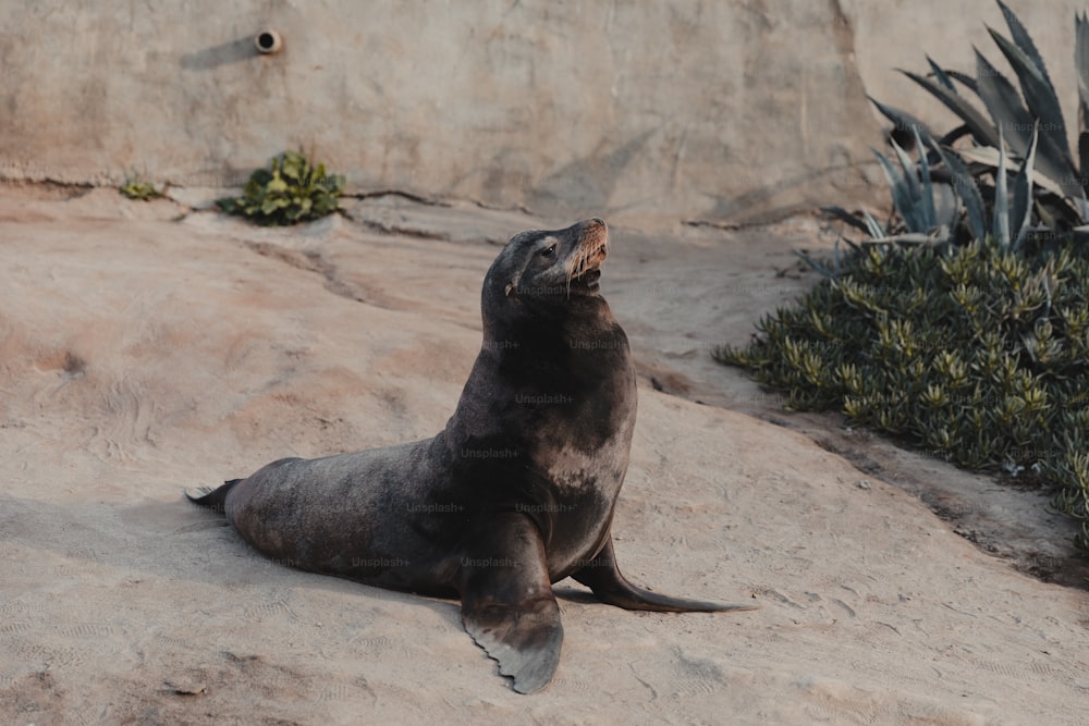 a seal is sitting on the sand and looking up