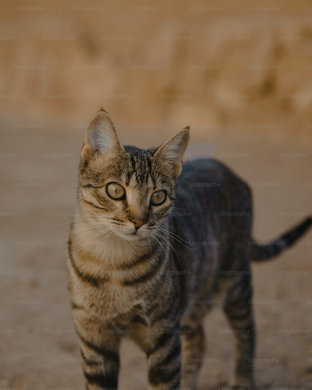 a small cat walking across a dirt field