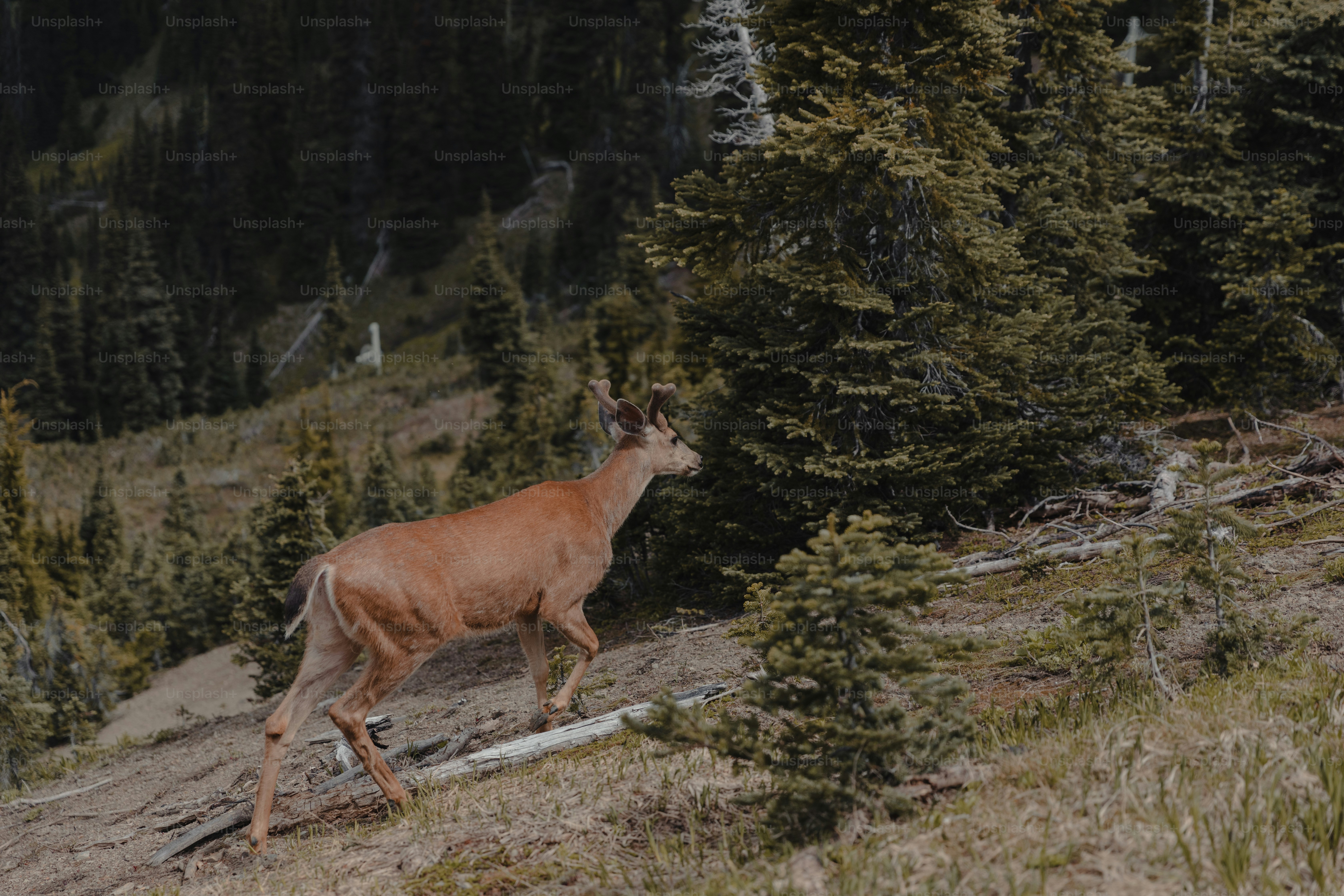 a deer that is standing in the grass
