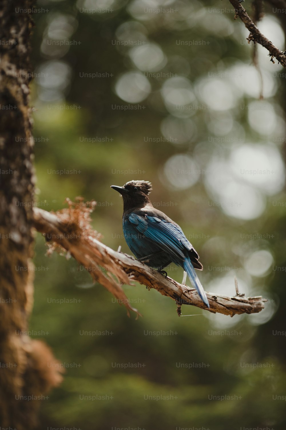 a blue bird sitting on a branch in a forest