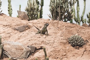 a lizard sitting on top of a dirt hill next to a cactus