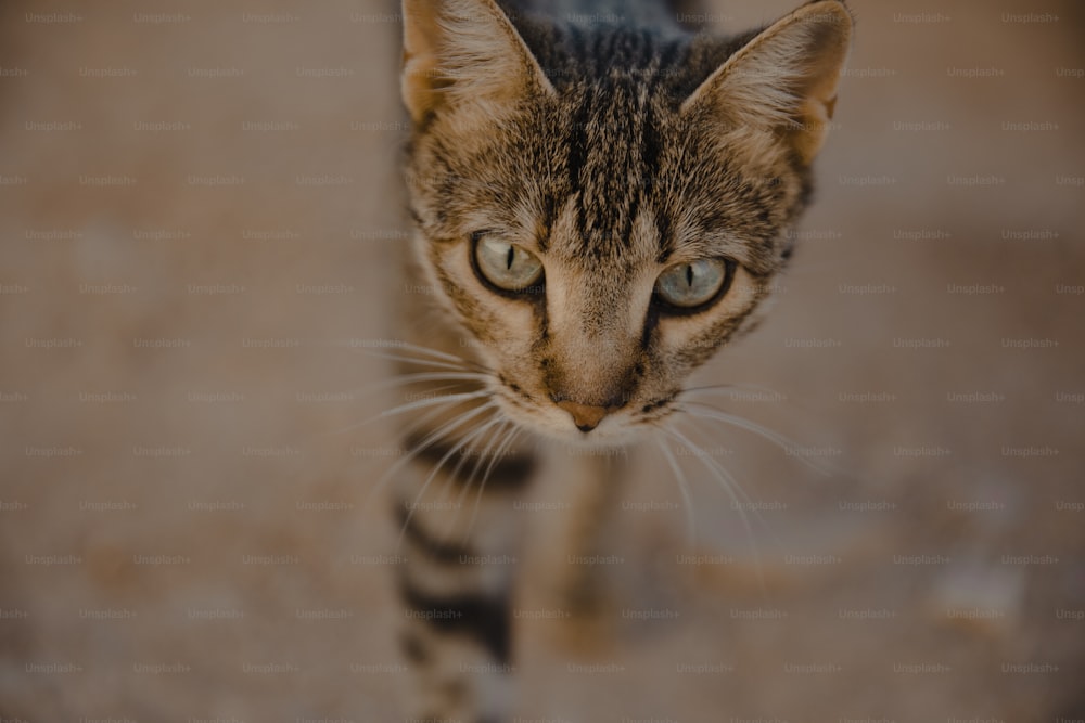 um close up de um gato com um fundo desfocado