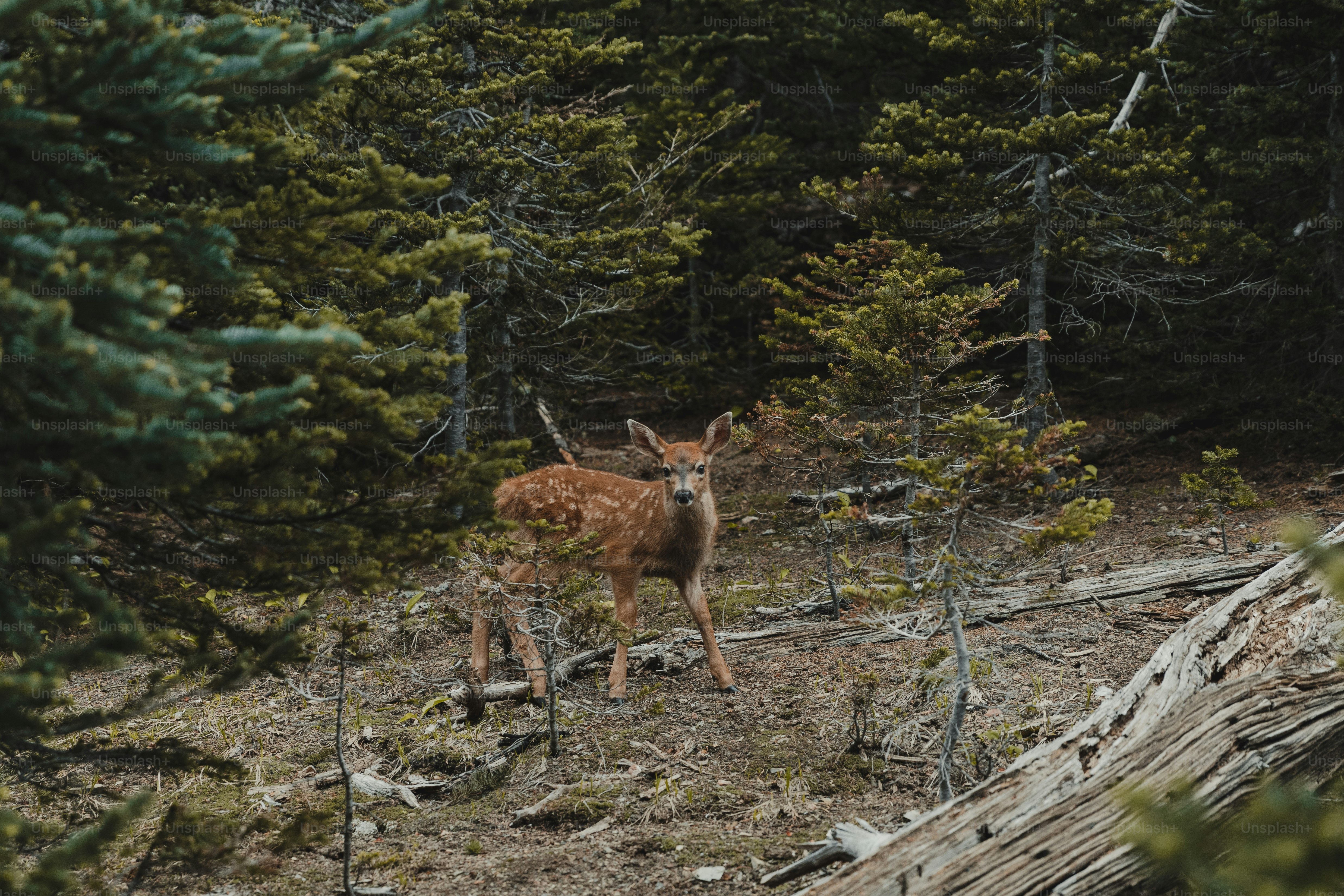 a deer standing in the middle of a forest