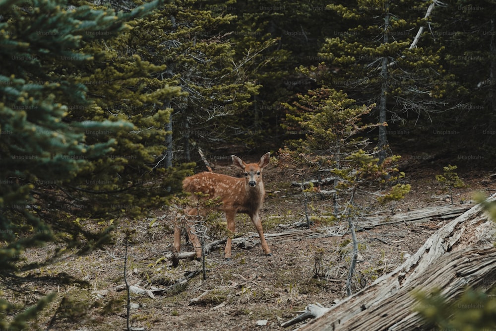 um cervo em pé no meio de uma floresta