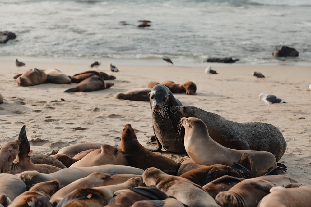 a group of sea lions and seagulls on a beach