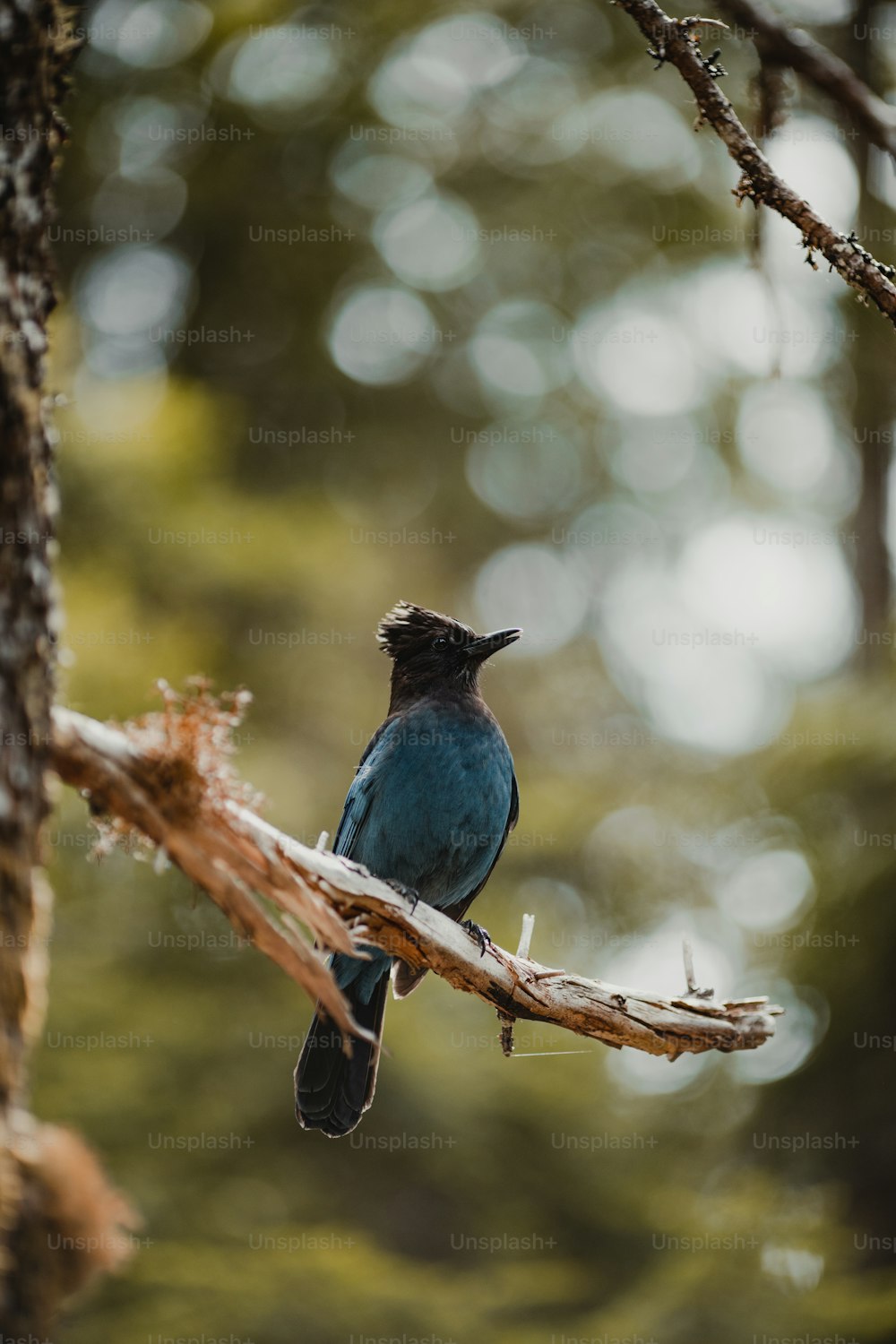 um pequeno pássaro azul empoleirado em um galho de árvore