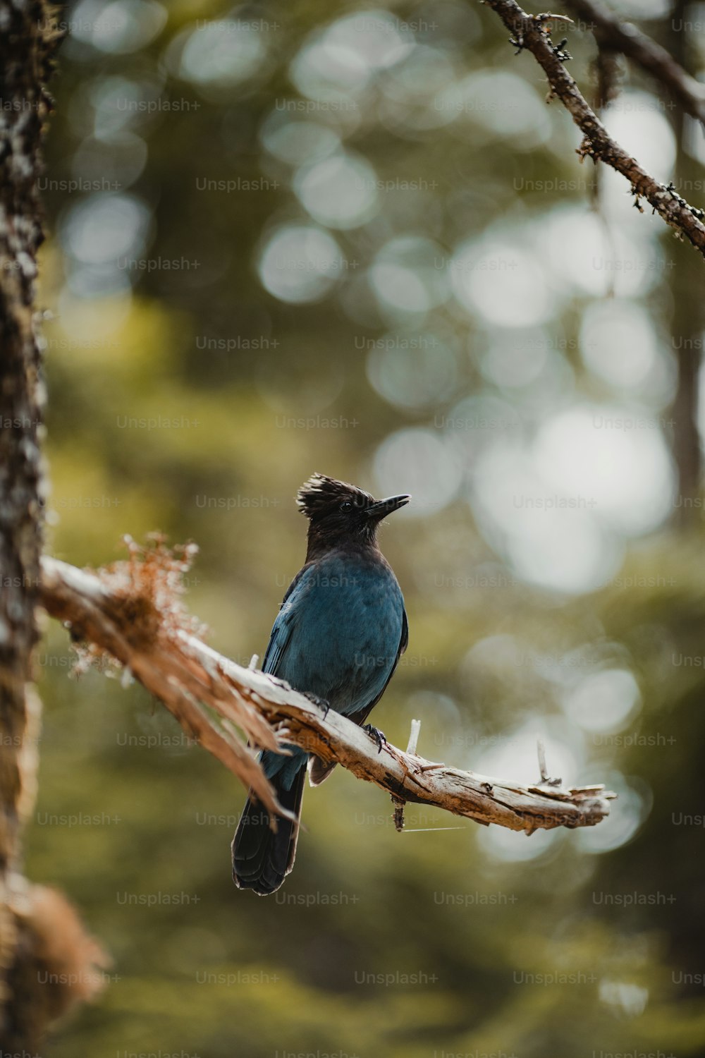 a small blue bird perched on a tree branch