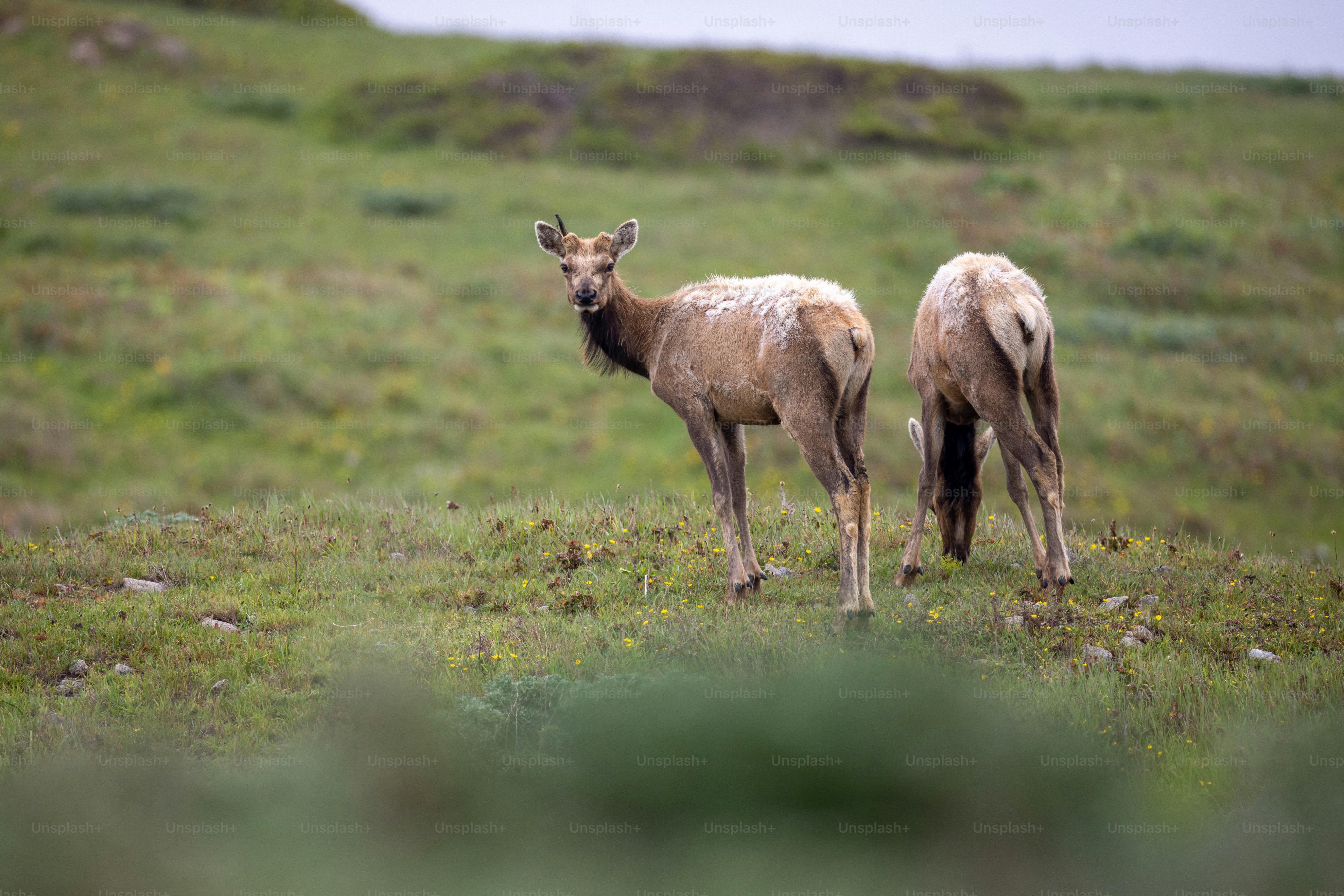un couple d’animaux qui se tiennent dans l’herbe