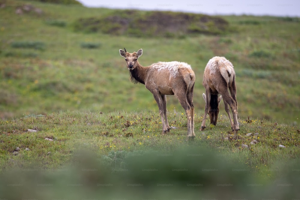 a couple of animals that are standing in the grass