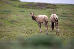 ein paar Tiere, die im Gras stehen