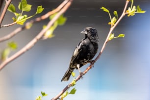 um pássaro preto sentado em um galho de uma árvore